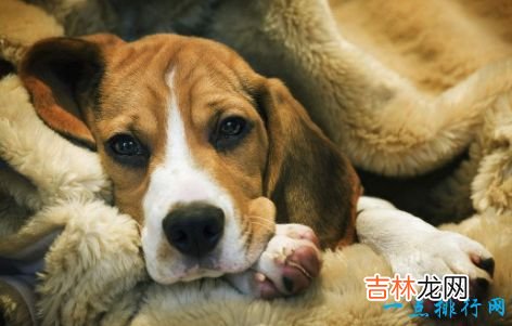 十大家庭犬排名 适合家养的狗