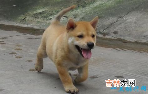 十大家庭犬排名 适合家养的狗