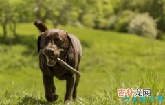 十大家庭犬排名 适合家养的狗