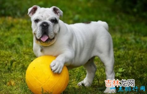 十大家庭犬排名 适合家养的狗