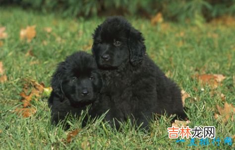 十大家庭犬排名 适合家养的狗