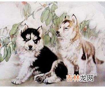 1994年7月出生的人命运好不好，属狗人哪个时辰出生最吉利？