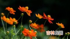 2010年7月出生的人命运好不好，有没有富贵命？