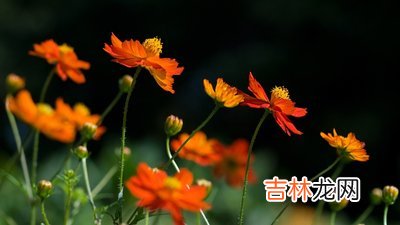 2010年7月出生的人命运好不好，有没有富贵命？