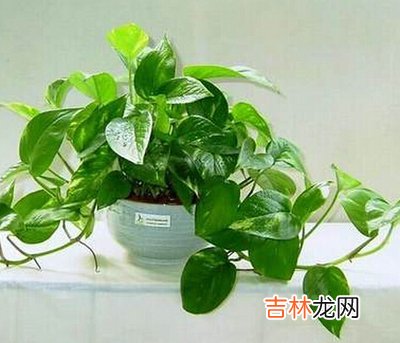 1991年7月出生的人属什么？2019年属羊人的运势如何？