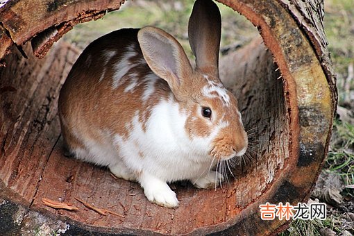 1999年农历7月出生的属兔人不适合跟什么属相结婚?命好不好?