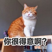 猫狗双全是什么梗