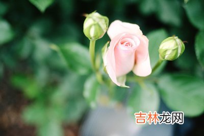 7月出生的人命运好不好,1978年出生的人2019年运势如何?
