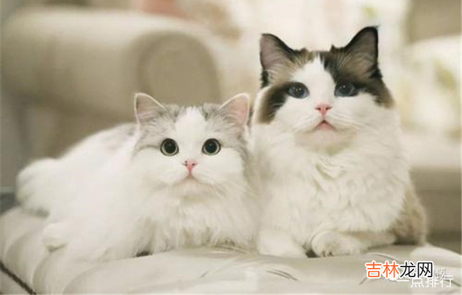 抖音十大网红猫 会说话的刘二豆坐拥四千万粉丝