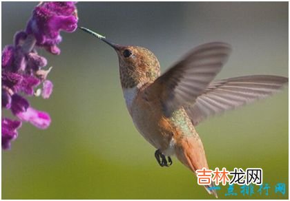 世界上最小的鸟 身长3厘米比硬币还轻