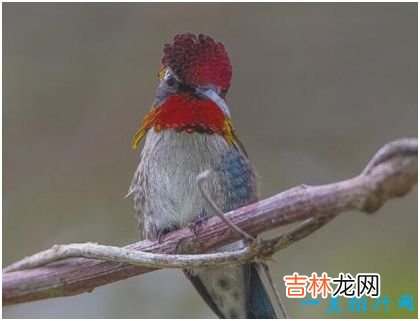 世界上最小的鸟 身长3厘米比硬币还轻