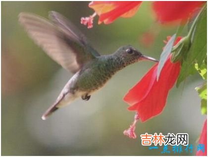 世界上最小的鸟 身长3厘米比硬币还轻