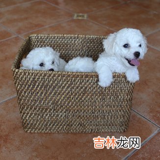 2006丙戌年8月出生的人命怎么样?性格好不好?