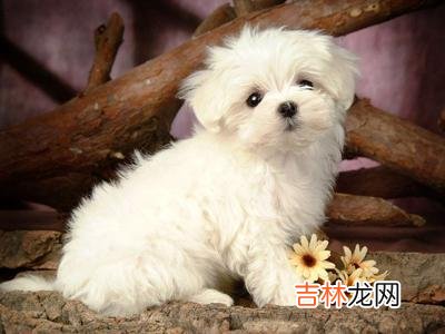 2006丙戌年8月出生的人命怎么样?性格好不好?