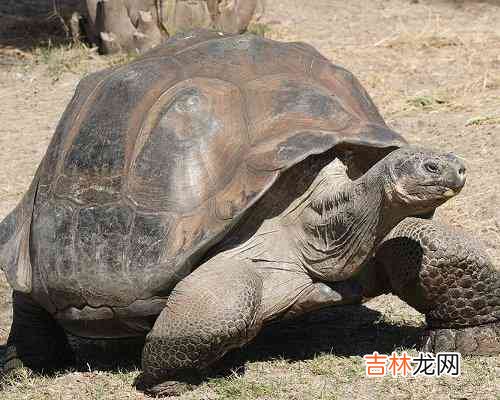 世界上寿命最长的十种动物 南极海绵可以活到一千多岁