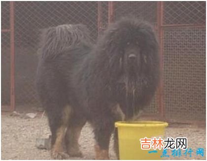 世界上最大的藏獒王,站立高度达1.8米,身价高达3000万
