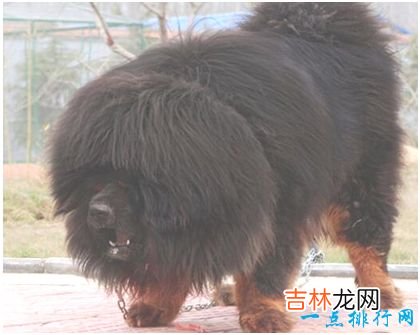 世界上最大的藏獒王,站立高度达1.8米,身价高达3000万
