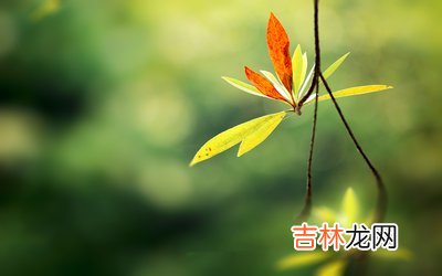 8月出生属马人命运好不好,1978年出生的人2019年运势如何?