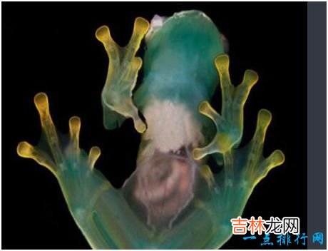世界上最没有隐私的蛙,玻璃蛙腹部皮肤透明,内脏清晰可见