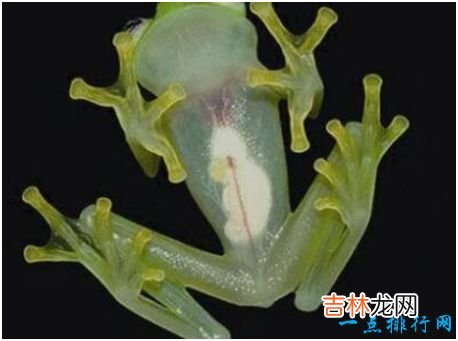 世界上最没有隐私的蛙,玻璃蛙腹部皮肤透明,内脏清晰可见