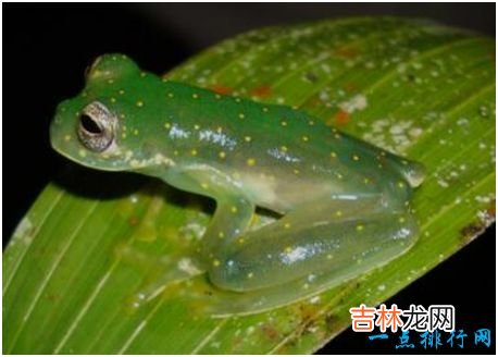 世界上最没有隐私的蛙,玻璃蛙腹部皮肤透明,内脏清晰可见
