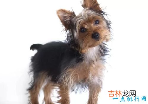 世界名犬排名 你知道几个