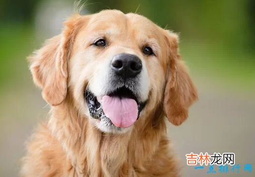 世界名犬排名 你知道几个