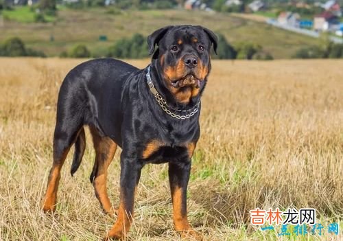 世界名犬排名 你知道几个