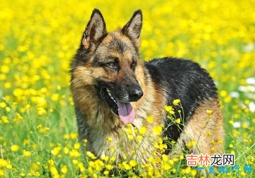 世界名犬排名 你知道几个