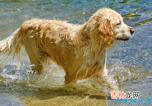 世界名犬排名 你知道几个