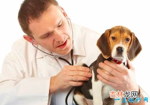 世界名犬排名 你知道几个