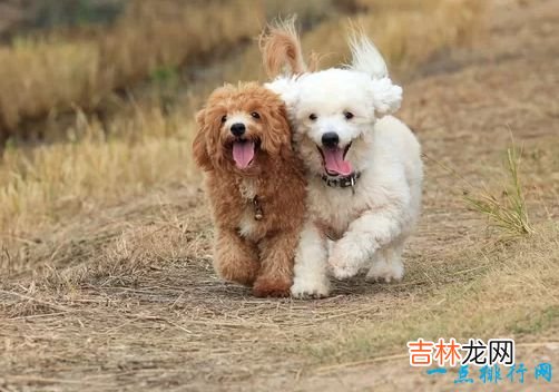 世界名犬排名 你知道几个