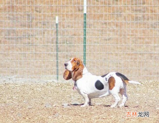 十大便宜好养的宠物狗 中华田园犬最为好养