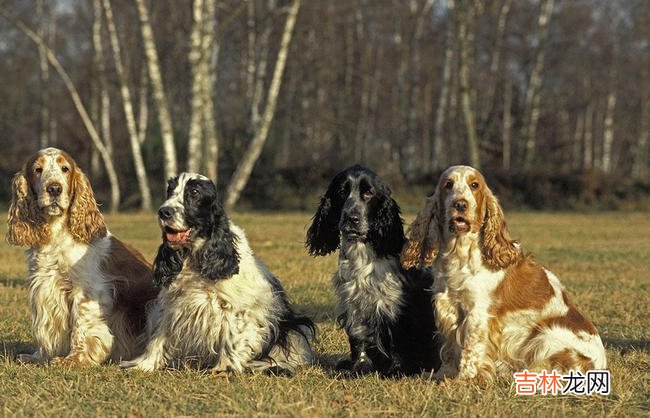 十大便宜好养的宠物狗 中华田园犬最为好养