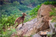 糖尿病的病因病理 一型糖尿病病理原因