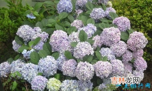 世界上最美的花 最漂亮的十种花