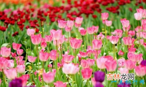 世界上最美的花 最漂亮的十种花