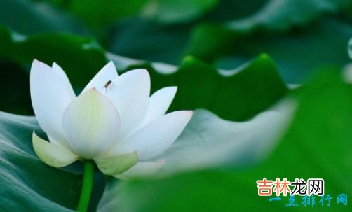 世界上最美的花 最漂亮的十种花