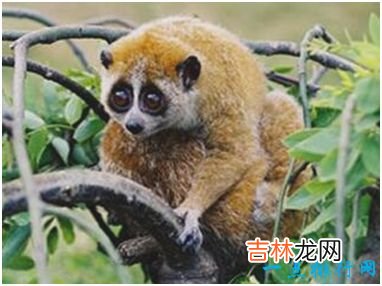 世界上唯一有毒的猴子 蜂猴的皮毛遍布毒素