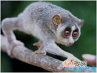 世界上唯一有毒的猴子 蜂猴的皮毛遍布毒素