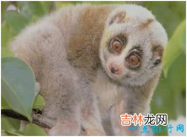 世界上唯一有毒的猴子 蜂猴的皮毛遍布毒素