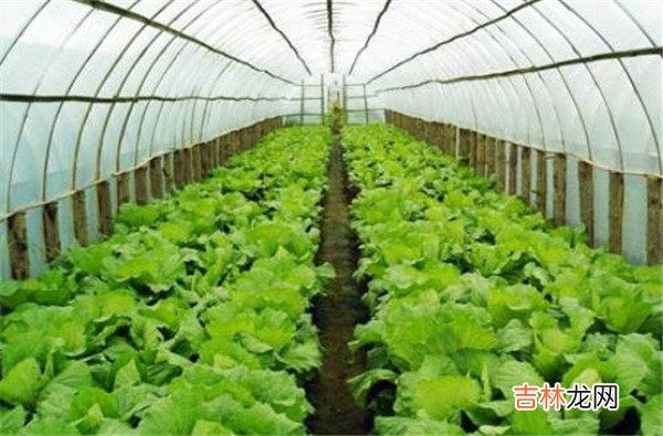 白菜属于什么科-白菜属于十字花科