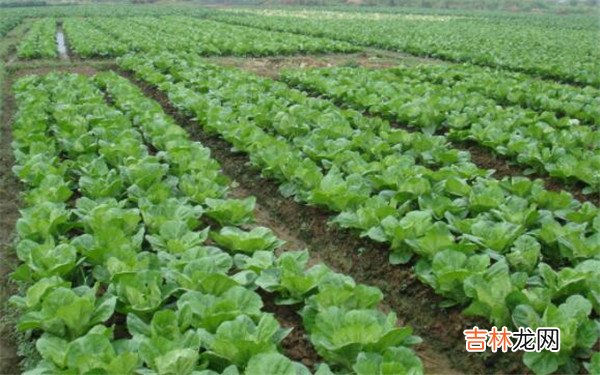 白菜属于什么科-白菜属于十字花科