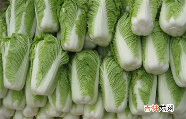 白菜属于什么科-白菜属于十字花科