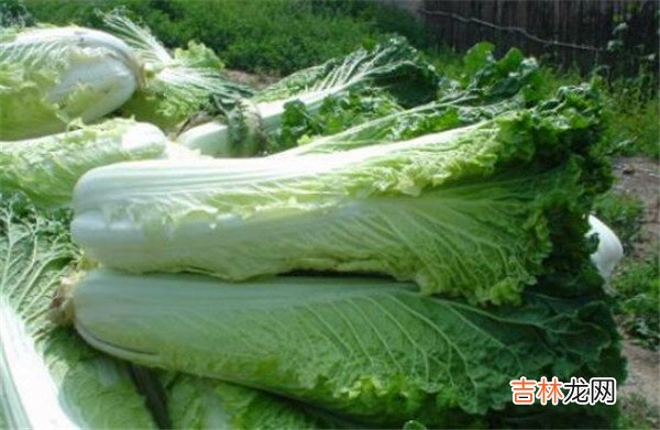 白菜属于什么科-白菜属于十字花科