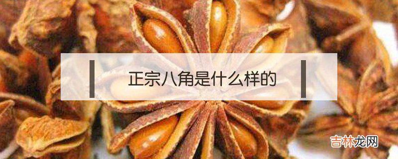 正宗八角是什么样的