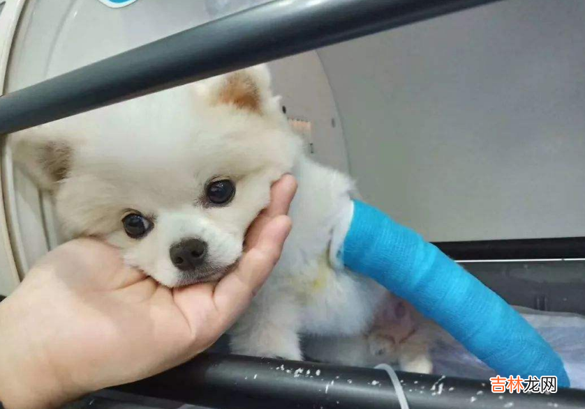 俊介是什么品种犬 俊介是什么品种的博美