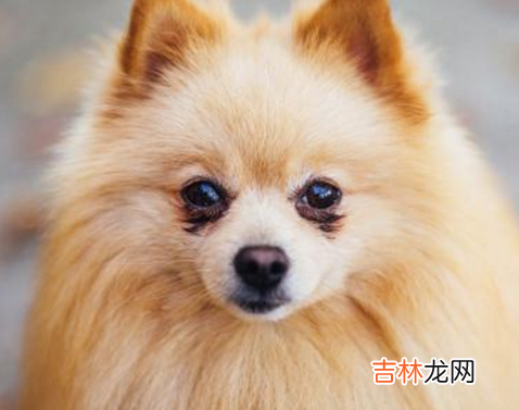 俊介是什么品种犬 俊介是什么品种的博美