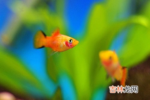 和双鱼座男生的聊天禁忌,最不宜过分玩笑