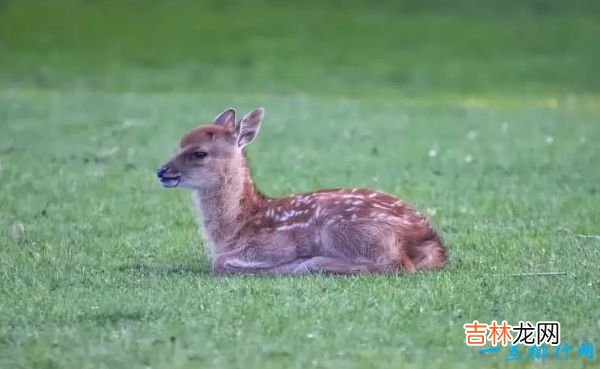 世界十大最可爱动物 小猫占据第一名！